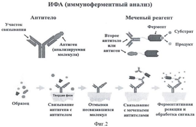 Способ оценки эффективности терапии рака мочевого пузыря человека методом иммуноферментного анализа (патент 2468088)