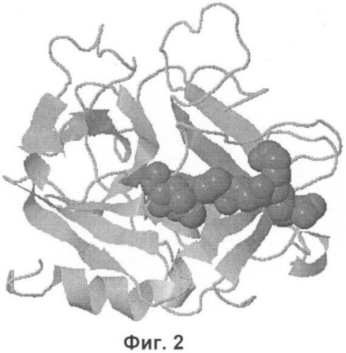 Пептид, обладающий ростостимулирующей активностью фактора роста гепатоцитов (hgf) (патент 2426740)