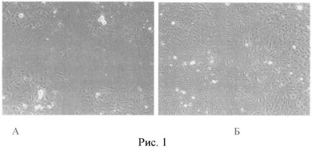 Способ моделирования дисфункции эндотелия in vitro (патент 2490632)
