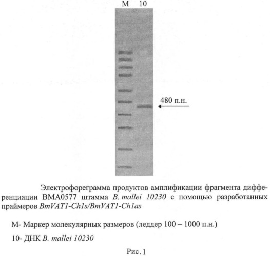 Олигонуклеотидные праймеры для генотипирования b.mallei методом полимеразной цепной реакции (патент 2478714)