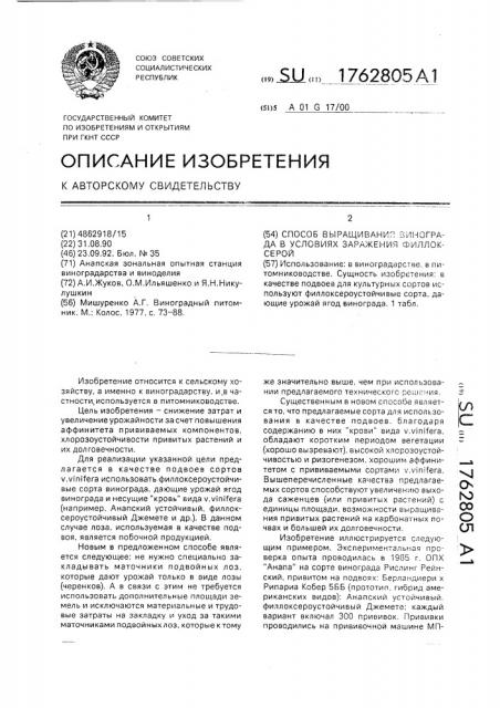 Способ выращивания винограда в условиях заражения филлоксерой (патент 1762805)