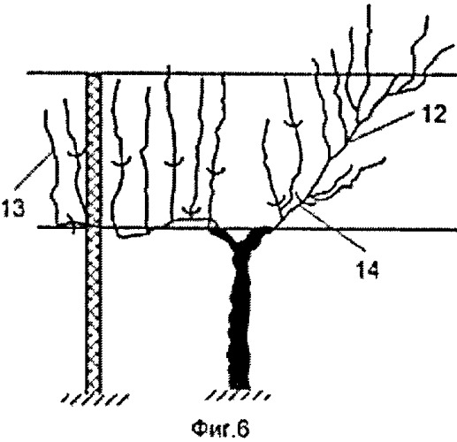 Способ ведения виноградного куста (патент 2563664)