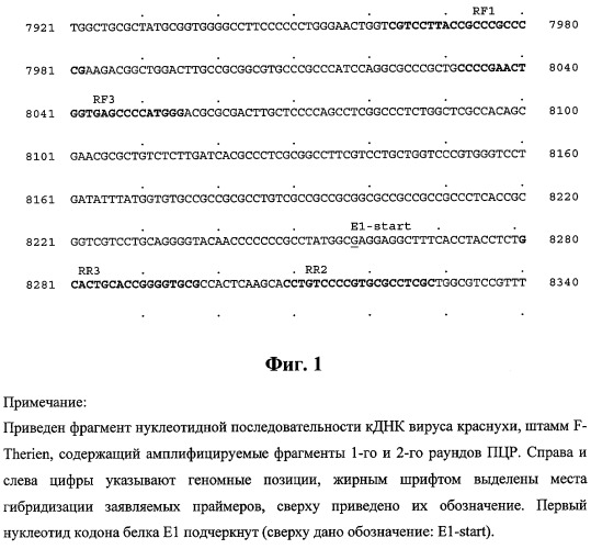 Набор олигодезоксирибонуклеотидных праймеров для идентификации вируса краснухи в клинических образцах (патент 2317333)