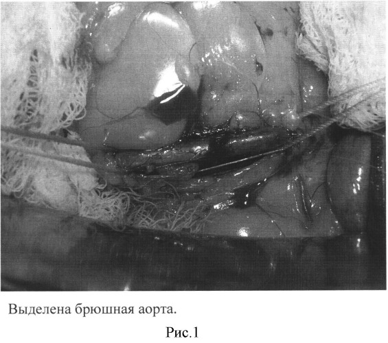 Способ оценки функционального состояния эндотелия экспериментальных животных после реконструктивных операций на брюшной аорте (патент 2503961)