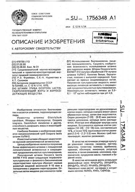 Штамм гриба oospora lастis, гидролизующий жиры и жиросодержащие вещества (патент 1756348)