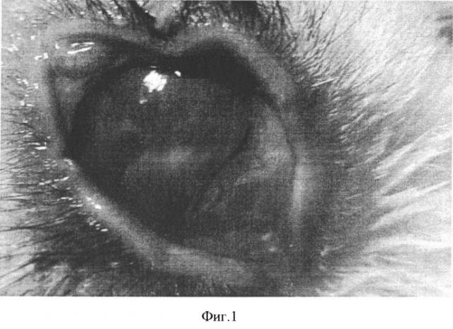 Способ моделирования грибкового кератита у кроликов (патент 2346338)