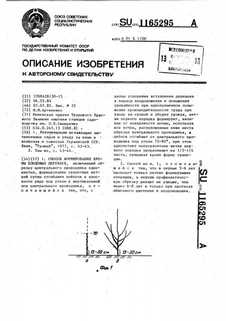 Способ формирования кроны плодовых деревьев (патент 1165295)