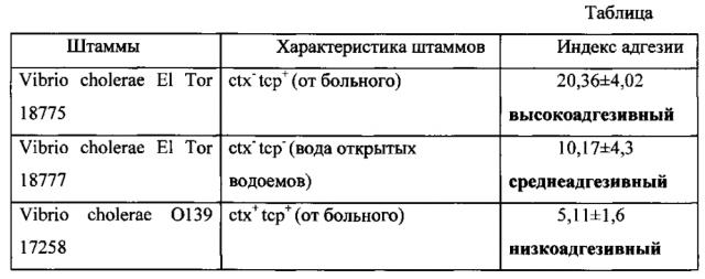 Способ оценки адгезивных свойств холерных вибрионов vibrio cholerae el tor и vibrio cholerae o139 на клеточной культуре hutu-80 (патент 2595423)