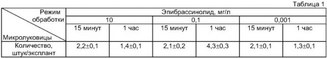 Способ размножения лилий in vitro (патент 2384050)