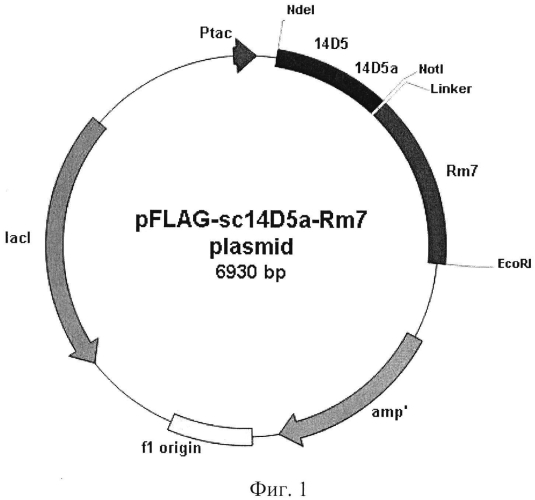 Рекомбинантная плазмидная днк pflag-sc14d5a-rm7, обеспечивающая синтез гибридного белка sc14d5a-rm7, штамм бактерий escherichia coli - продуцент гибридного белка sc14d5a-rm7 и гибридный белок sc14d5a-rm7, связывающий белок е вируса клещевого энцефалита и обладающий биолюминесцентной активностью (патент 2565545)