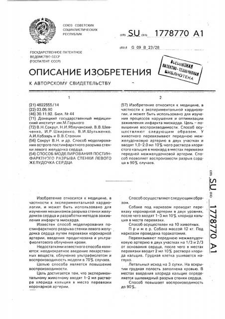 Способ моделирования постинфарктного разрыва стенки левого желудочка сердца (патент 1778770)
