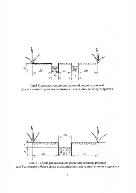 Способ выращивания родиолы розовой (патент 2597244)