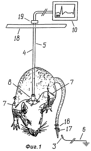 Устройство для регистрации электрокардиограммы у крысы или мыши (патент 2281024)
