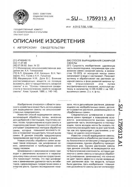 Способ выращивания сахарной свеклы (патент 1759313)