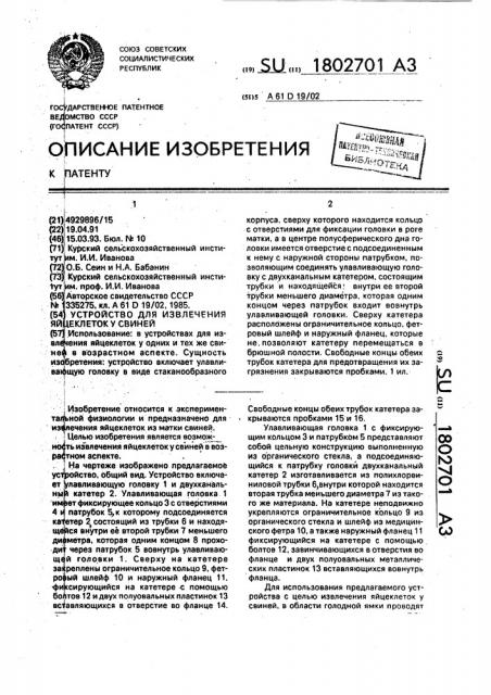 Устройство для хирургического извлечения яйцеклеток у свиней (патент 1802701)