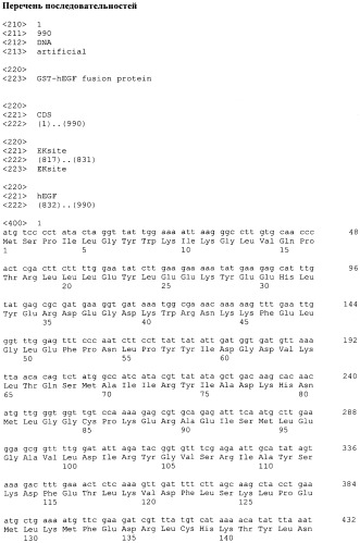 Рекомбинантная днк, кодирующая гибридный белок эпидермального фактора роста человека слитого последовательностью глутатион-s-трансферазы (gst-hegf) и рекомбинантная плазмида pas007, обеспечивающая синтез gst-hegf в клетках escherichia coli (патент 2521515)
