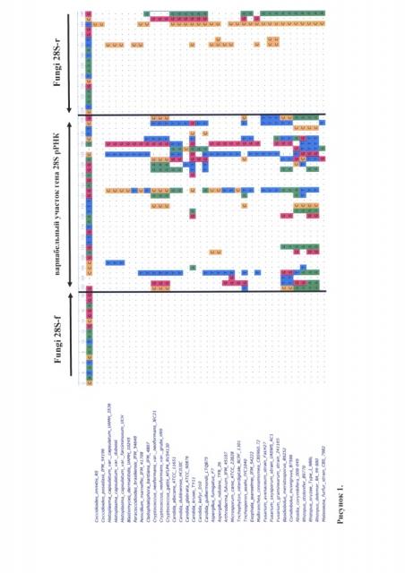 Набор олигонуклеотидных праймеров для идентификации медицински значимых микромицетов методом секвенирования днк (патент 2631935)