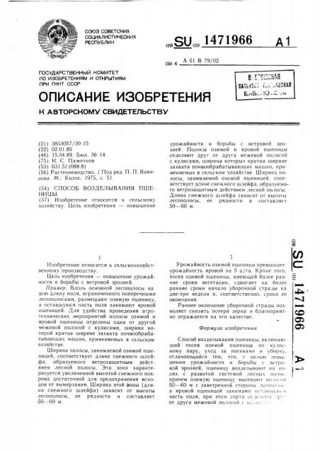 Способ возделывания пшеницы (патент 1471966)