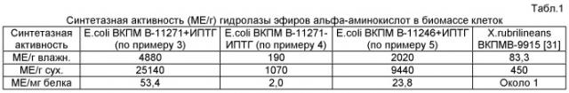 Штамм escherichia coli - продуцент гидролазы эфиров альфа-аминокислот из xanthomonas rubrilineans и способ микробиологического синтеза гидролазы эфиров альфа-аминокислот на основе этого штамма (патент 2502797)