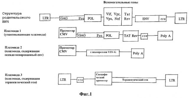 Перенос генов, опосредованный лентивирусным вектором, и их использование (патент 2288742)