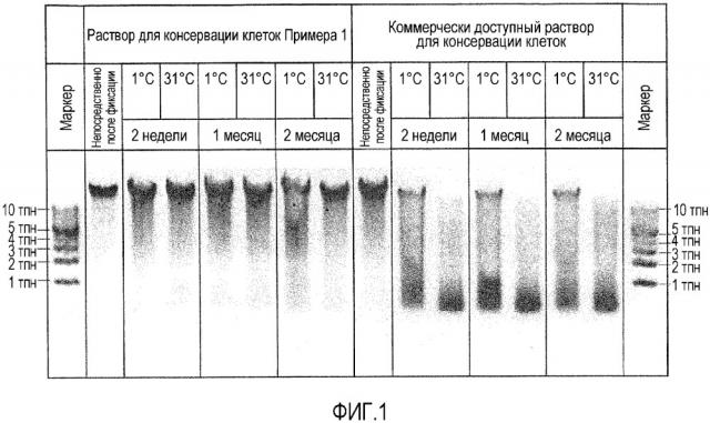 Раствор для консервации клеток, его применение и способ получения раствора для консервации клеток (патент 2663122)