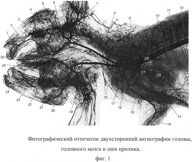 Способ двусторонней ангиографии органов головы, головного мозга и шеи животных (патент 2662189)