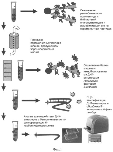 Способ специфического отбора высокоаффинных молекул днк (днк-аптамеров) к рекомбинантному белку-мишени (патент 2513700)