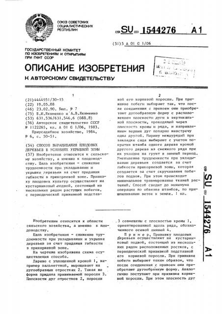 Способ выращивания плодовых деревьев в условиях укрывной зоны (патент 1544276)