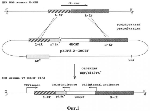 Рекомбинантный штамм vv-gmcsf-s1/3 вируса осповакцины, продуцирующий секретируемый гранулоцитарно-макрофагальный колониестимулирующий фактор человека (патент 2565544)