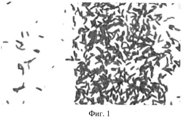 Штамм gluconacetobacter sucrofermentans -продуцент бактериальной целлюлозы (патент 2523606)