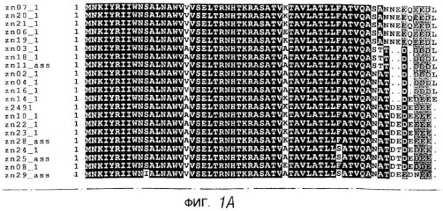 Антиген neisseria, кодирующая его нуклеиновая кислота, их использование (патент 2245366)
