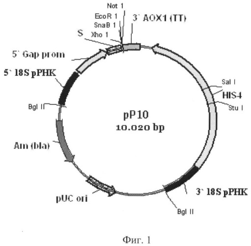 Интегративный плазмидный вектор для экспрессии генов в дрожжах (патент 2388823)