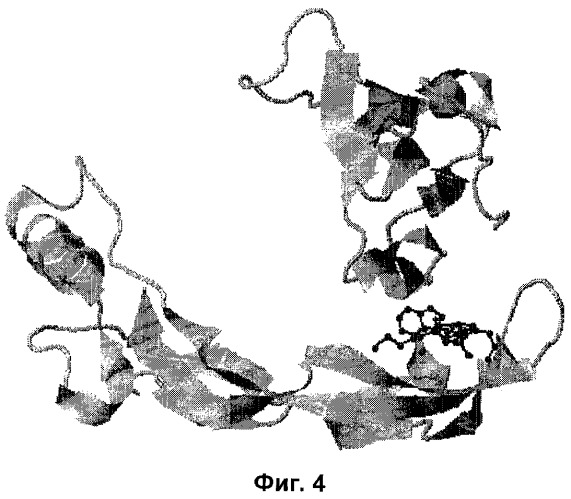 Олигопептид, обладающий активностью морфогенетического белка хрящевого происхождения (cdmp-1) по отношению к пролиферации хондроцитов (патент 2408603)
