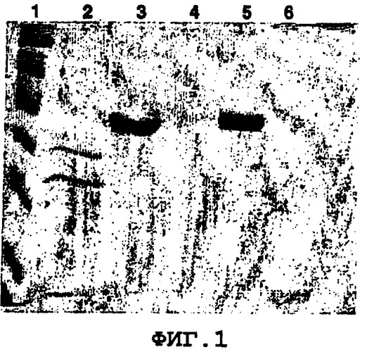 Вакцины, содержащие алюминиевые адъюванты и гистидин (патент 2432173)