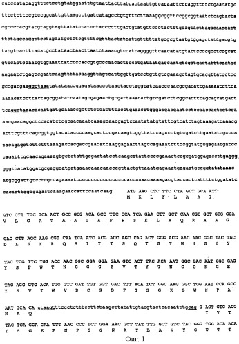 Штамм penicillium funiculosum, продуцирующиий комплекс ферментов - целлюлазу, эндо-1,4--ксиланазу, целлобиогидролазу, -глюкозидазу, эндо-1,3(4)- -глюканазу, ферулоил-эстеразу, жидкая кормовая добавка и сухой корм для сельскохозяйственных животных (патент 2261910)