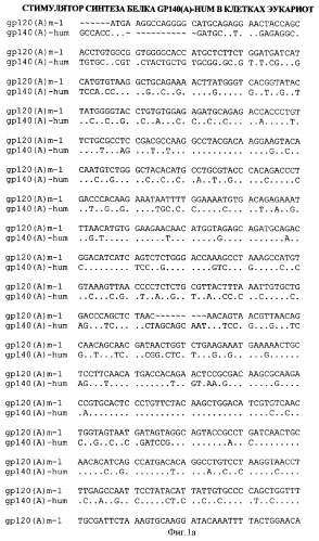 Экспрессионная плазмидная днк pbmc-gp140(a)-hum (патент 2346044)