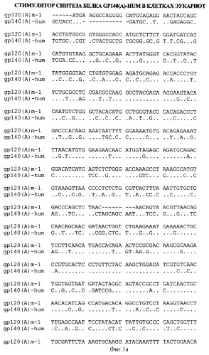 Экспрессионная плазмидная днк pbmc-gp140(a)-hum (патент 2346044)