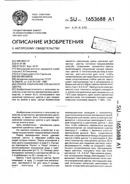 Способ сохранения срезанного цветка (патент 1653688)