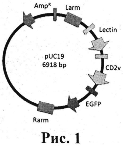 Рекомбинационная кассета, содержащая гены ep153r и ep402r штамма ф-32 вируса африканской чумы свиней и рекомбинантный штамм dswcongo/francelectincd2 вируса африканской чумы свиней (патент 2571858)