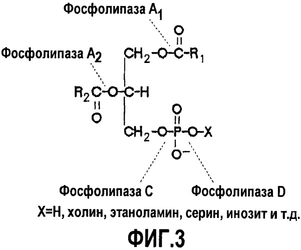 Ферментативное обессмоливание с использованием смеси фосфолипаз pla и plc (патент 2477746)