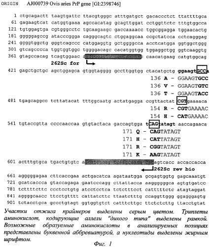 Способ генодиагностики устойчивости овец к скрепи (патент 2303067)