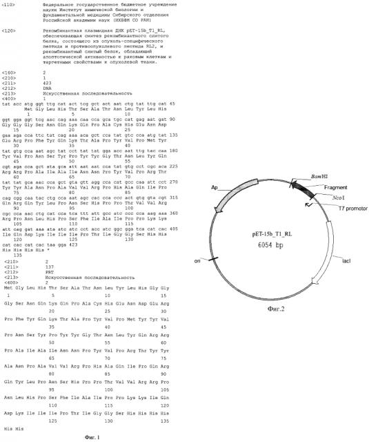 Рекомбинантная плазмидная днк pet-15b_t1_rl, обеспечивающая синтез рекомбинантного слитого белка, состоящего из опухоль-специфического пептида и противоопухолевого пептида rl2, и рекомбинантный слитый белок, обладающий цитотоксической активностью по отношению к раковым клеткам и таргетными свойствами к опухолевой ткани (патент 2619050)