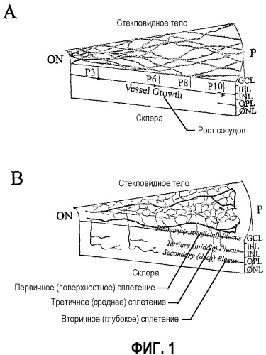 Популяция стволовых кроветворных клеток и ее применение (патент 2331669)