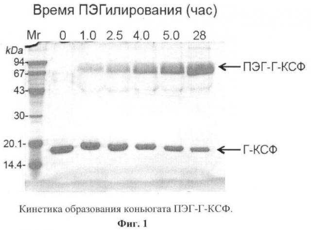 Новый функционально активный, высокоочищенный стабильный конъюгат гранулоцитарного колониестимулирующего фактора (г-ксф) с полиэтиленгликолем с пролонгированным биологическим действием, пригодный для медицинского применения, и иммунобиологическое средство на его основе (патент 2446173)