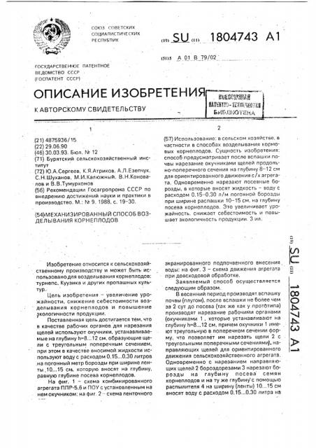 Механизированный способ возделывания корнеплодов (патент 1804743)