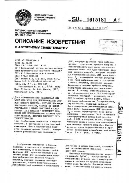 Рекомбинантная плазмидная днк рек-7-днк-зонд для идентификации штаммов чумного микроба, несущих плазмиду пестициногенности, способ ее конструирования и штамм бактерий еsснеriснiа coli - продуцент днк-зонда для идентификации штаммов чумного микроба, несущих плазмиду пестициногенности (патент 1615181)