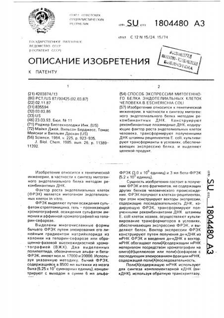 Способ экспрессии митогенного белка эндотелиальных клеток человека в еsснеriснiа coli (патент 1804480)