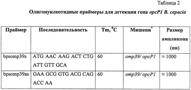 Мутантный штамм burkholderia cepacia km196, дефектный по продукции порина opcp1, для исследования молекулярных механизмов множественной резистентности к антибиотикам у патогенных буркхольдерий (патент 2458117)