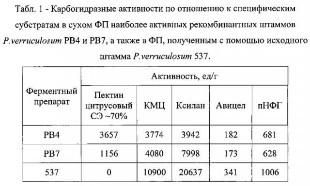 Новый рекомбинантный штамм (варианты) мицелиального гриба penicillium verruculosum и ферментный препарат (варианты), предназначенный для гидролиза плодово-ягодного сырья, и способ его получения (патент 2574206)