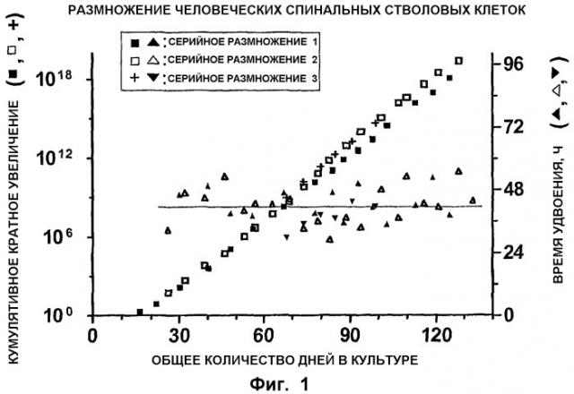 Трансплантация нервных клеток для лечения нейродегенеративных состояний (патент 2434636)